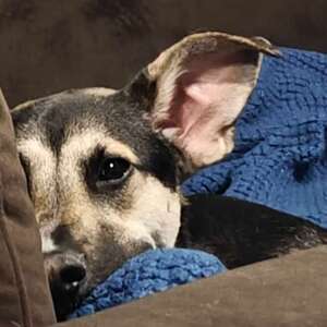Fundraising Page: Simba & Family